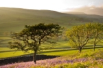 Midweek Special Offer! - June to July